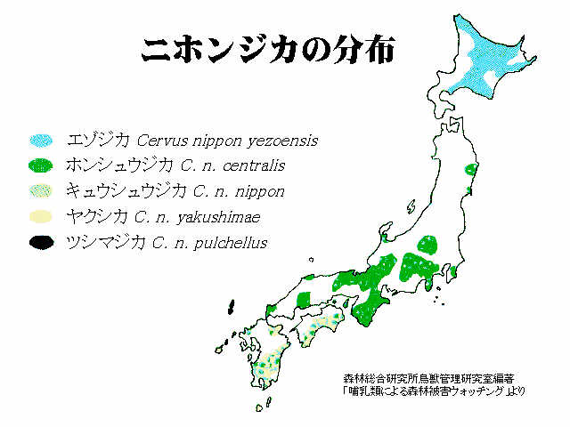 Cervus Nippon ニホンジカ とは何 Weblio辞書