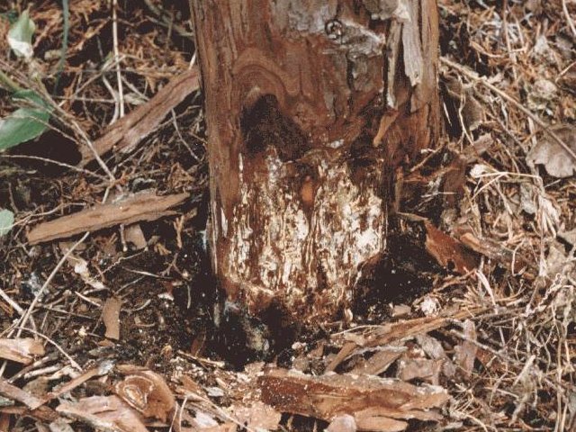 ヒノキ樹皮下に形成された菌糸膜