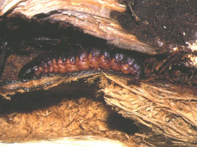 ボクトウガ幼虫