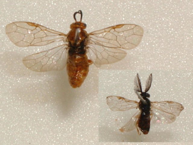 マツノキハバチ成虫.（左上雌，右下雄）