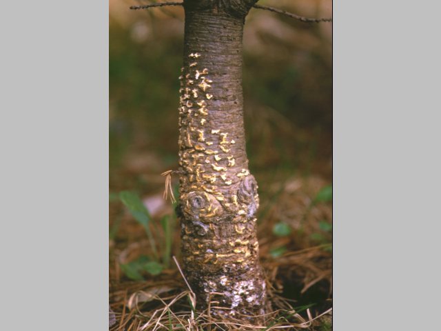 ストローブマツの樹幹に発生したさび胞子堆