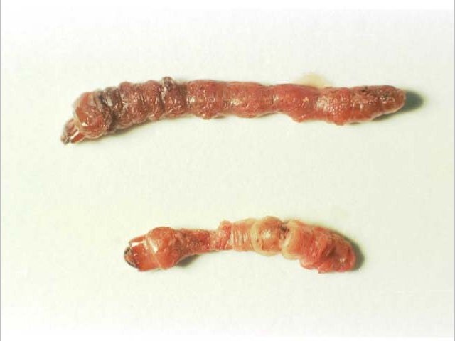 Serratia marcescens に感染したマツノマダラカミキリ幼虫