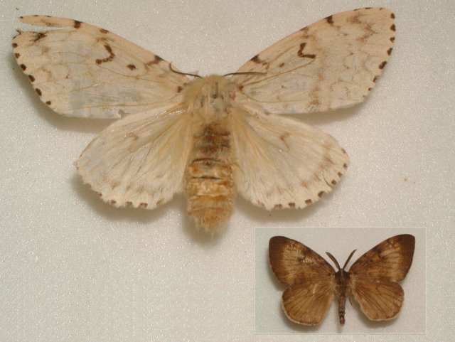 マイマイガ成虫（左：雌，右下（縮尺1/2）：雄）