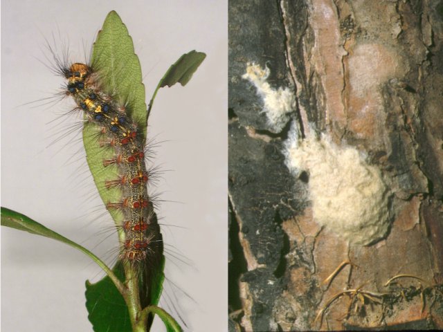 マイマイガ幼虫（左）と樹幹上に産まれた卵塊（右）
