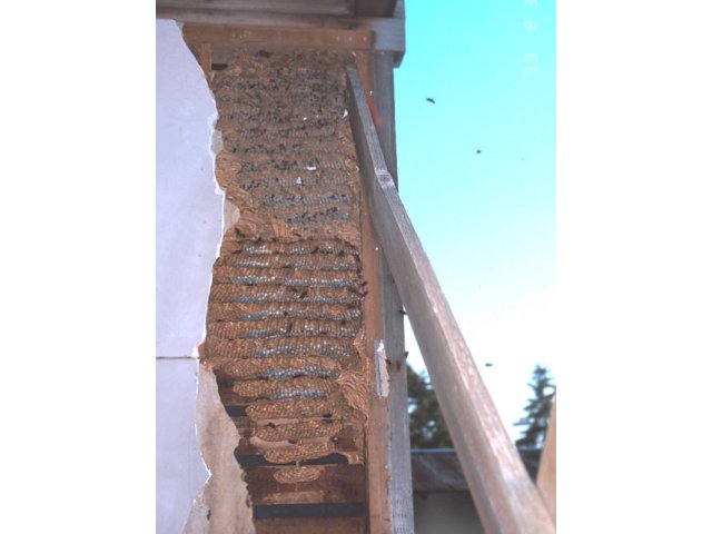 物置の壁間に作られたモンスズメバチの巣