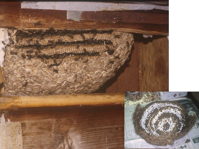 人家の壁間に作られたクロスズメバチ巣と巣盤（右下：巣の内部。白く見えるのはマユ）