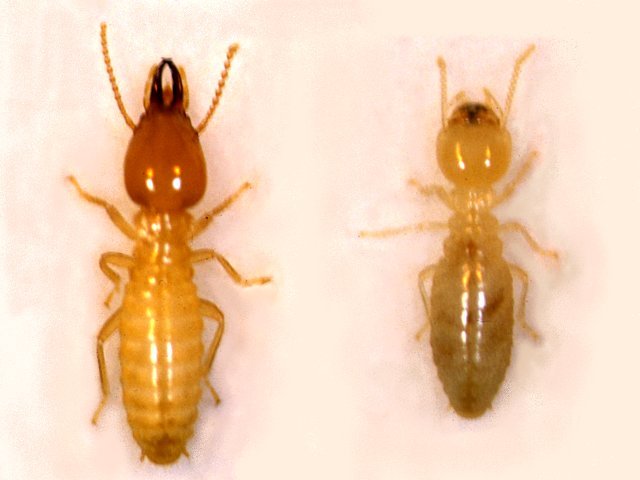 イエシロアリ兵蟻（左）と職蟻（右）