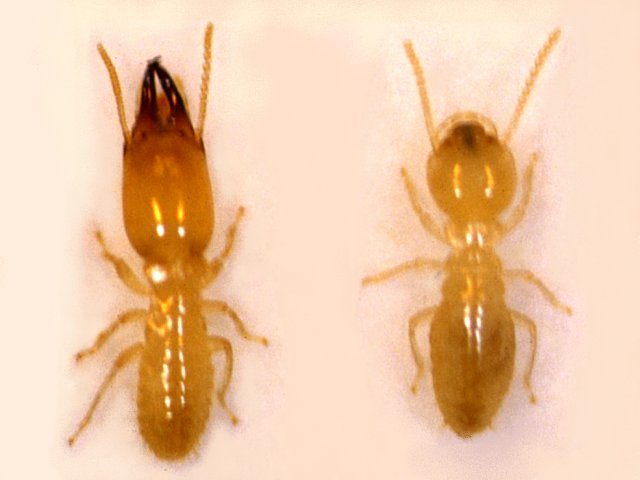 ヤマトシロアリ兵蟻（左）と職蟻（右）