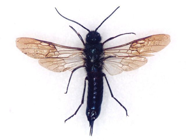ニトベキバチ雌成虫