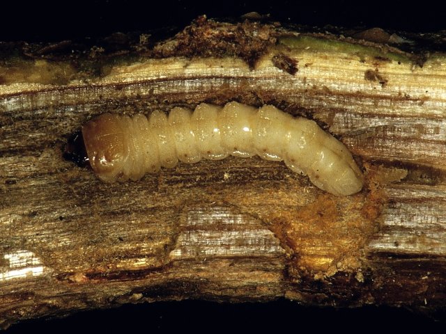 センノキカミキリ幼虫