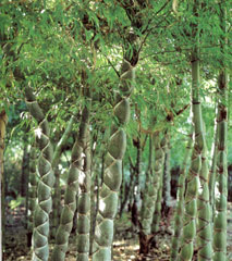 亀甲竹