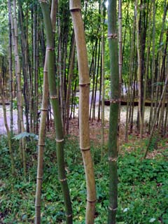 六折竹