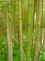 黄金布袋竹
