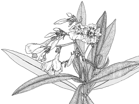 Nerium Oleander セイヨウキョウチクトウ の種類や特徴 Weblio辞書