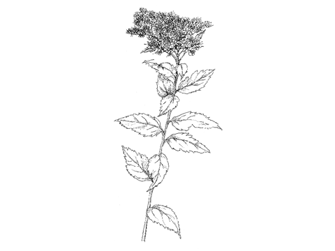 Spiraea Japonica シモツケ の種類や特徴 Weblio辞書
