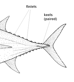 魚類用語 魚類用語の概要 Weblio辞書