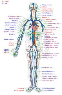 人間の動静脈一覧 人間の動静脈一覧の概要 Weblio辞書